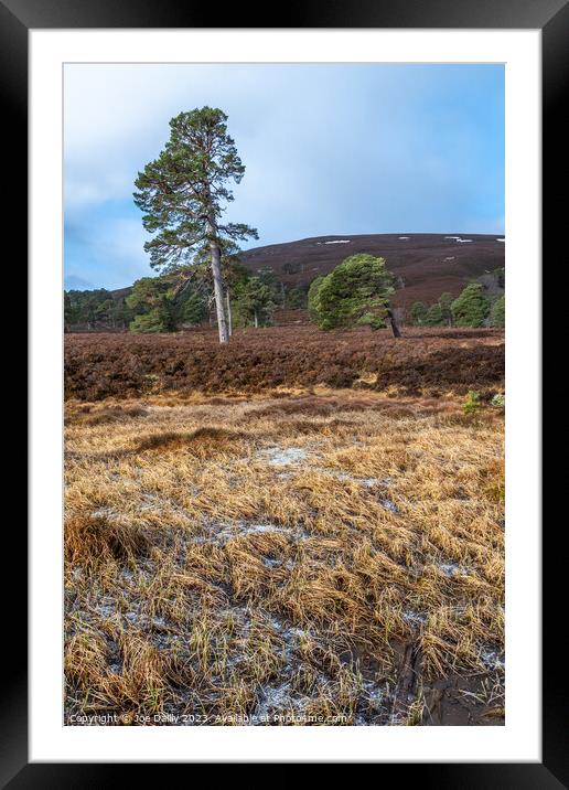 Majestic Scots pine Trees in the Cairngorm Mountains  Framed Mounted Print by Joe Dailly