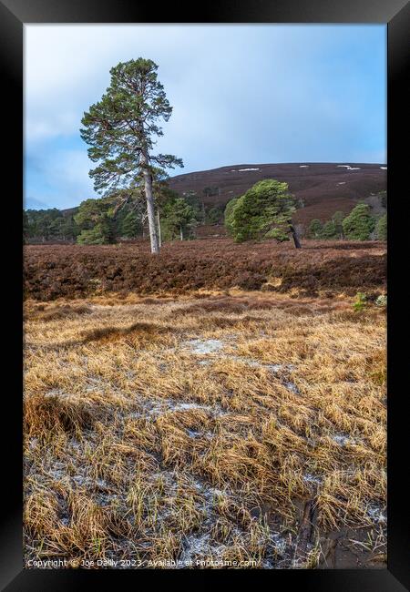 Majestic Scots pine Trees in the Cairngorm Mountains  Framed Print by Joe Dailly