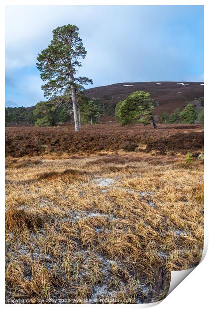 Majestic Scots pine Trees in the Cairngorm Mountains  Print by Joe Dailly