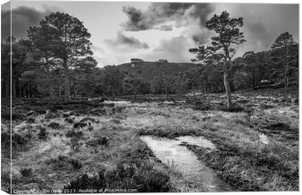 Scots pine trees in the Cairngorm National Park in Mono Canvas Print by Joe Dailly