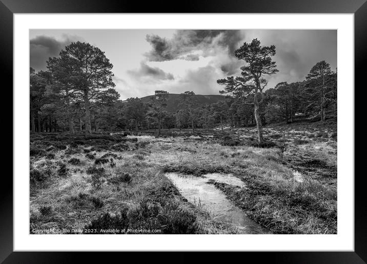 Scots pine trees in the Cairngorm National Park in Mono Framed Mounted Print by Joe Dailly