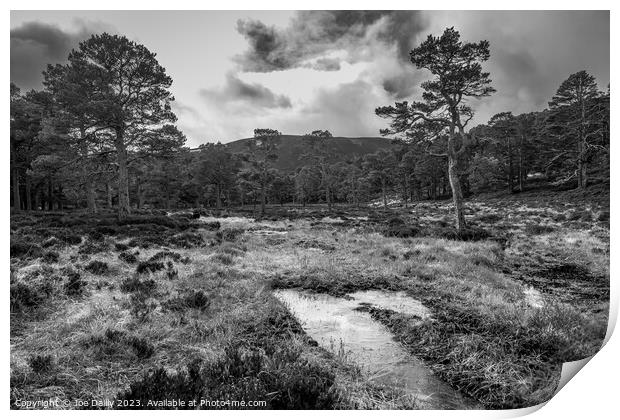 Scots pine trees in the Cairngorm National Park in Mono Print by Joe Dailly