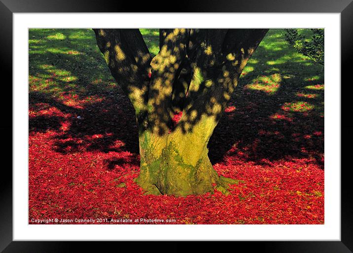 Autumn Colours. Framed Mounted Print by Jason Connolly