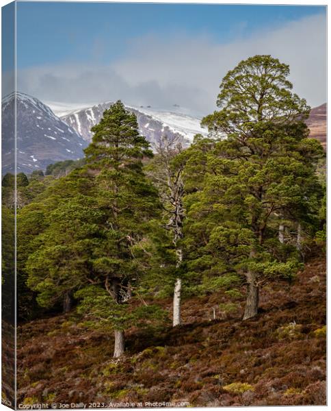 Cairngorm Mountains from the Forest of Mar Canvas Print by Joe Dailly