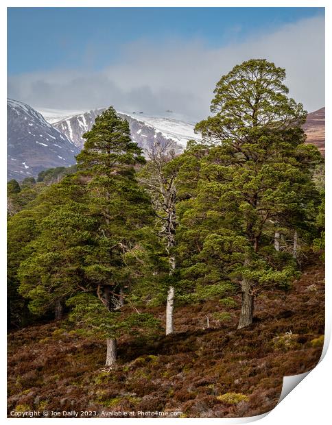 Cairngorm Mountains from the Forest of Mar Print by Joe Dailly
