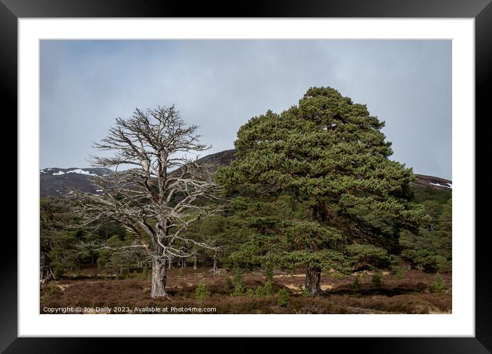 Majestic Scots pine trees in the Cairngorm Nationa Framed Mounted Print by Joe Dailly