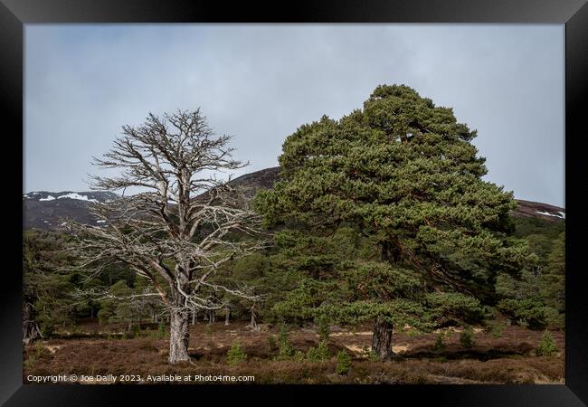 Majestic Scots pine trees in the Cairngorm Nationa Framed Print by Joe Dailly