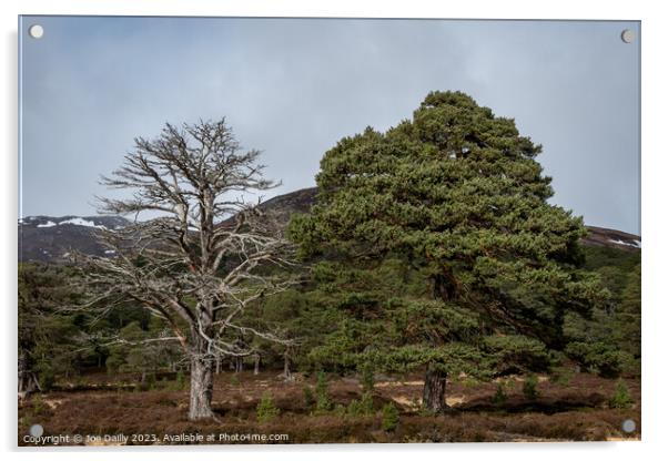 Majestic Scots pine trees in the Cairngorm Nationa Acrylic by Joe Dailly