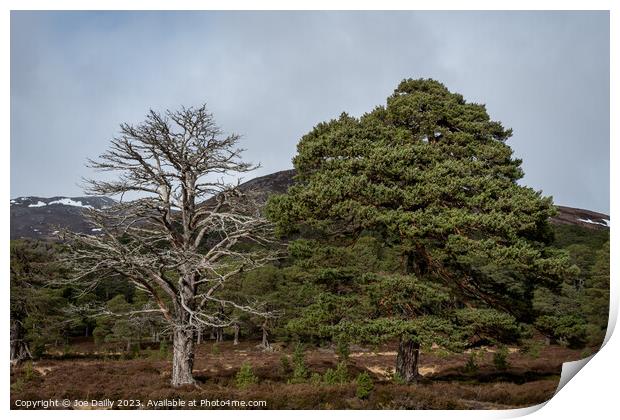 Majestic Scots pine trees in the Cairngorm Nationa Print by Joe Dailly