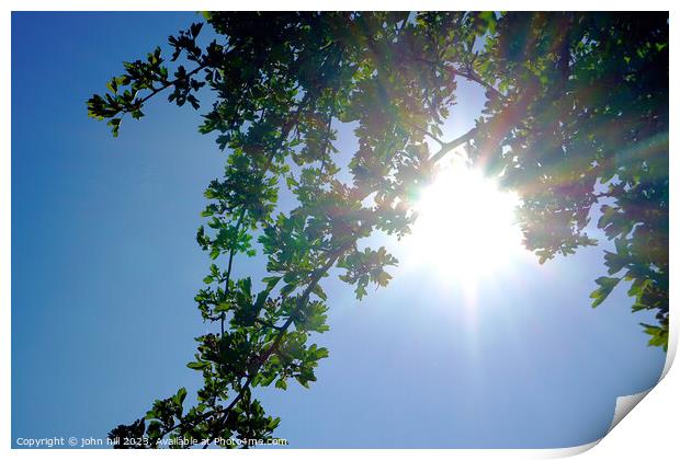 Hawthorn Tree in Spring Sunshine Print by john hill