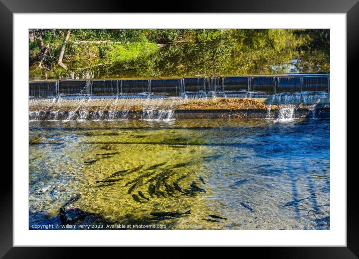 Chinook Salmon Issaquah Creek Dam Hatchery Washington State Framed Mounted Print by William Perry