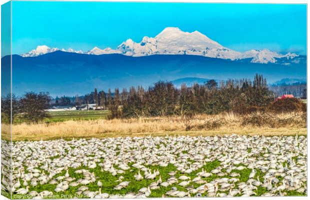 Thousands Snow Geese Mount Baker Skagit Valley Washington Canvas Print by William Perry