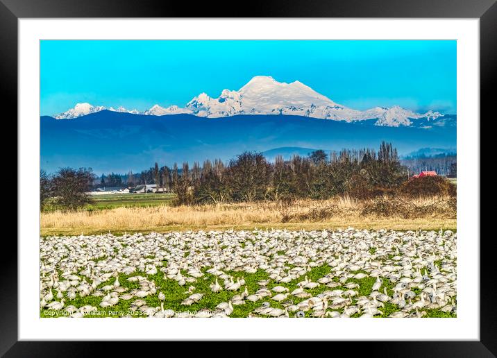 Thousands Snow Geese Mount Baker Skagit Valley Washington Framed Mounted Print by William Perry