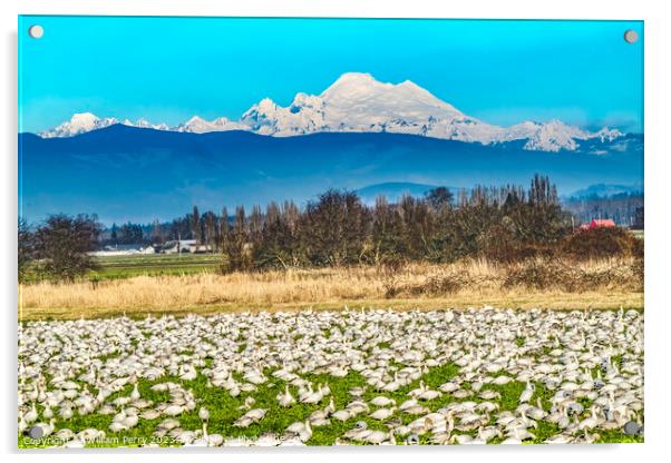 Thousands Snow Geese Mount Baker Skagit Valley Washington Acrylic by William Perry