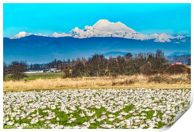 Thousands Snow Geese Mount Baker Skagit Valley Washington Print by William Perry