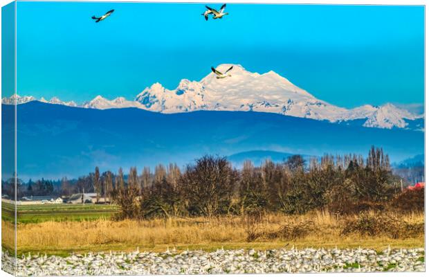 Thousands Snow Geese Flying Mount Baker Skagit Valley Washington Canvas Print by William Perry