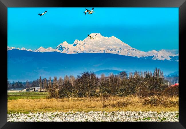 Thousands Snow Geese Flying Mount Baker Skagit Valley Washington Framed Print by William Perry