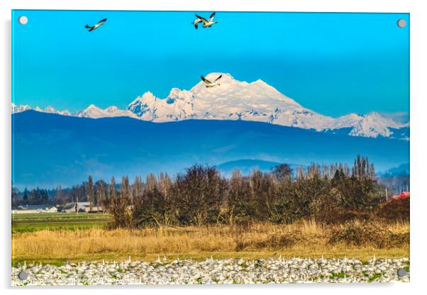 Thousands Snow Geese Flying Mount Baker Skagit Valley Washington Acrylic by William Perry