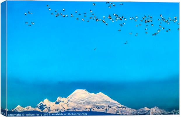 Many Snow Geese Flying Over Mount Baker Skagit Valley Washington Canvas Print by William Perry