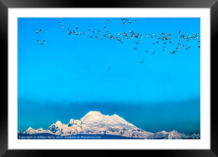 Many Snow Geese Flying Over Mount Baker Skagit Valley Washington Framed Mounted Print by William Perry