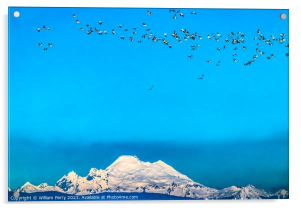 Many Snow Geese Flying Over Mount Baker Skagit Valley Washington Acrylic by William Perry