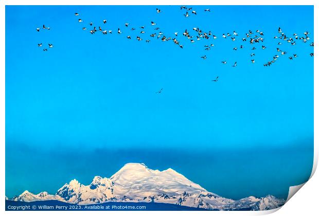 Many Snow Geese Flying Over Mount Baker Skagit Valley Washington Print by William Perry
