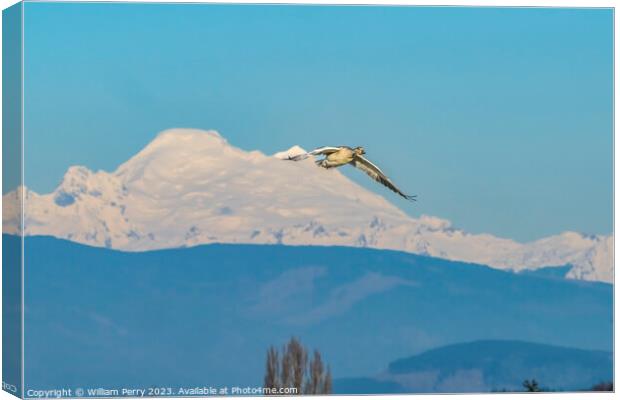 Snow Goose Flying Over Mount Baker Skagit Valley Washington Canvas Print by William Perry