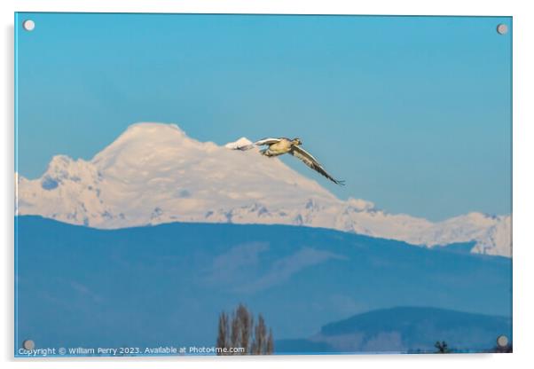 Snow Goose Flying Over Mount Baker Skagit Valley Washington Acrylic by William Perry