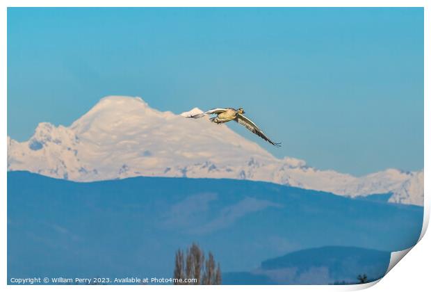 Snow Goose Flying Over Mount Baker Skagit Valley Washington Print by William Perry