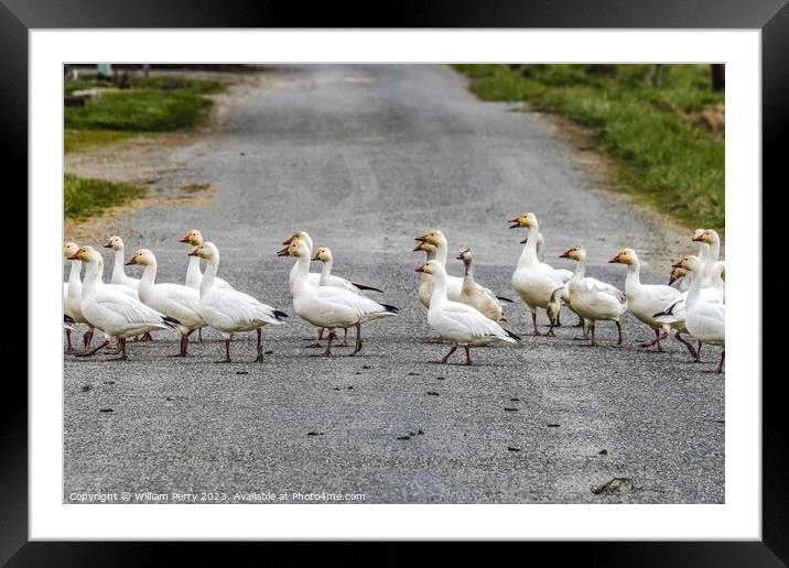 Snow Geese Crossing Street Skagit Valley Washington Framed Mounted Print by William Perry