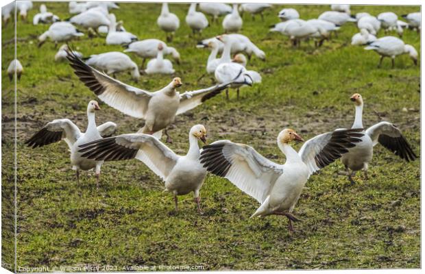 Snow Geese Dancing Skagit Valley Washington Canvas Print by William Perry