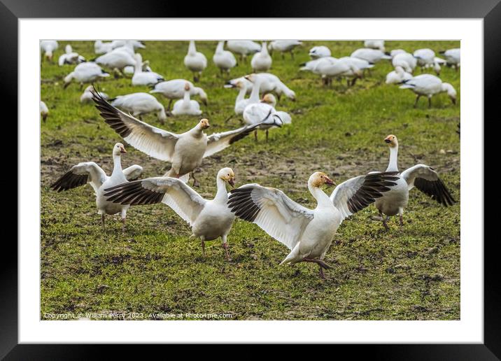 Snow Geese Dancing Skagit Valley Washington Framed Mounted Print by William Perry