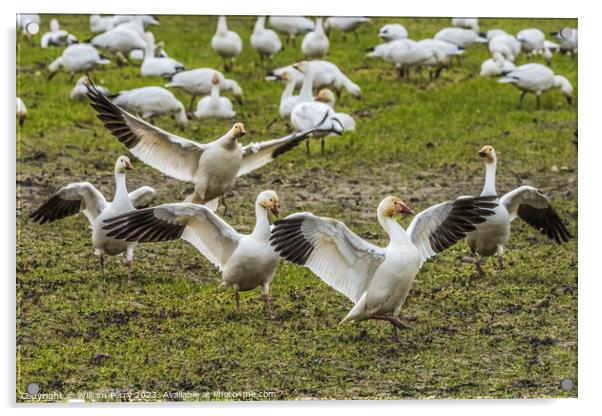 Snow Geese Dancing Skagit Valley Washington Acrylic by William Perry
