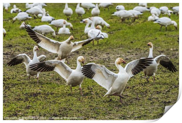 Snow Geese Dancing Skagit Valley Washington Print by William Perry