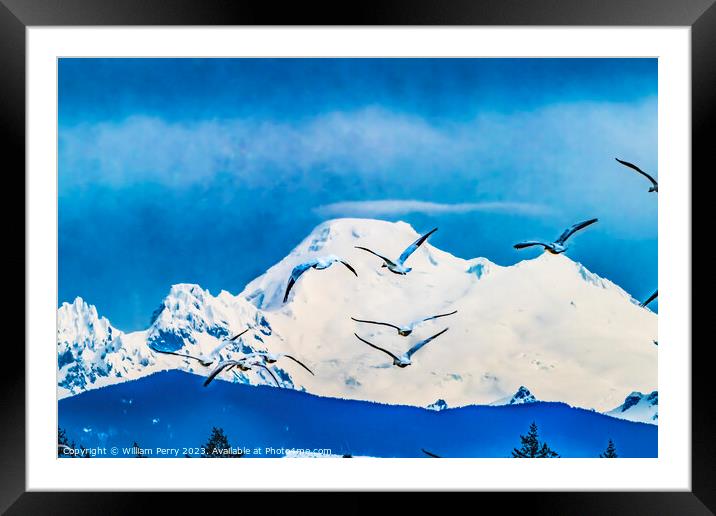 Many Snow Geese Flying Over Mount Baker Skagit Valley Washington Framed Mounted Print by William Perry
