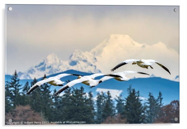 Many Snow Geese Flying Over Mount Baker Skagit Valley Washington Acrylic by William Perry