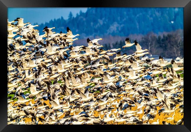 Thousands Snow Geese Flying Skagit Valley Washington Framed Print by William Perry