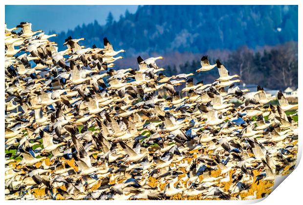 Thousands Snow Geese Flying Skagit Valley Washington Print by William Perry