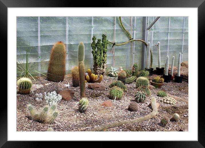 The Cactus House Framed Mounted Print by Jacqui Kilcoyne