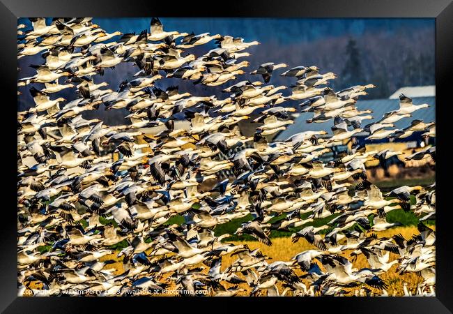 Thousands Snow Geese Flying Skagit Valley Washington Framed Print by William Perry