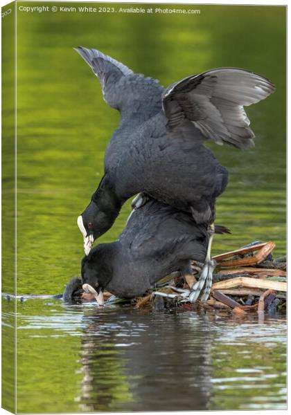 Coots mating in the spring Canvas Print by Kevin White