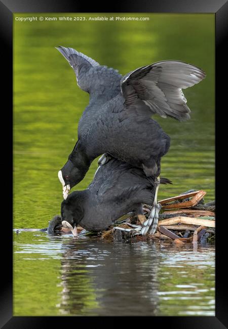 Coots mating in the spring Framed Print by Kevin White