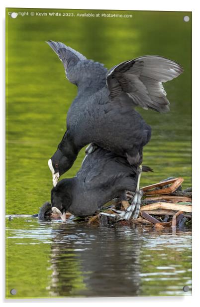 Coots mating in the spring Acrylic by Kevin White