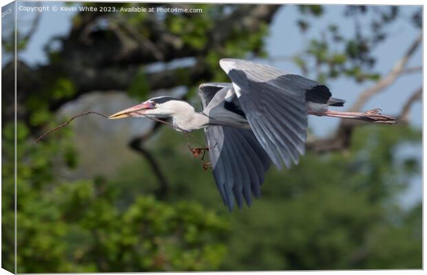 Grey Heron flying with nesting material in beak Canvas Print by Kevin White