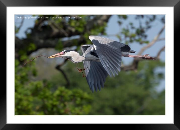 Grey Heron flying with nesting material in beak Framed Mounted Print by Kevin White