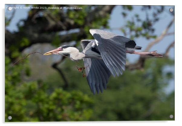 Grey Heron flying with nesting material in beak Acrylic by Kevin White