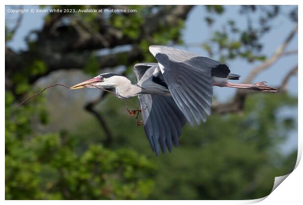 Grey Heron flying with nesting material in beak Print by Kevin White