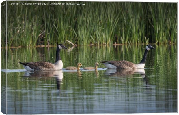 Only two Canadian goslings survived Canvas Print by Kevin White