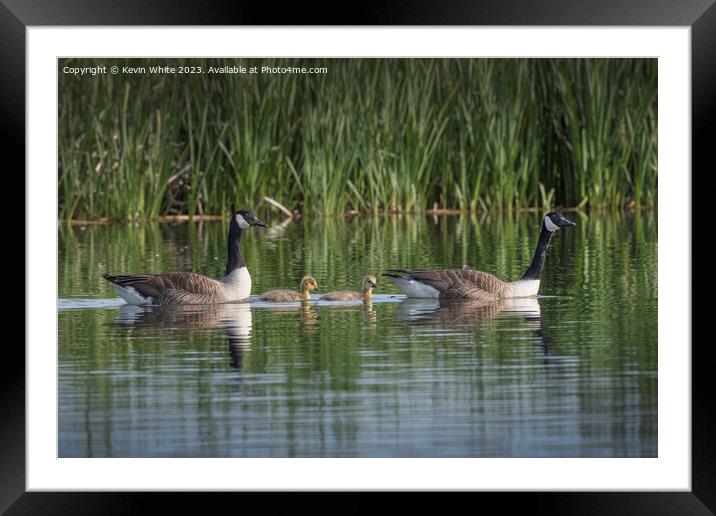 Only two Canadian goslings survived Framed Mounted Print by Kevin White