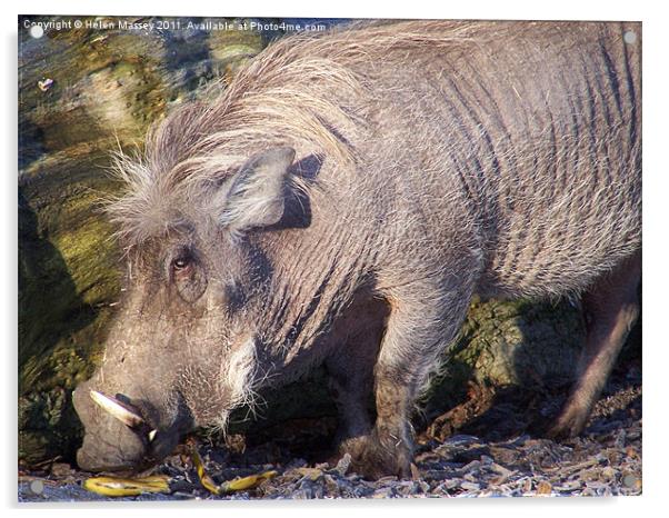 Snuffling Warthog Acrylic by Helen Massey